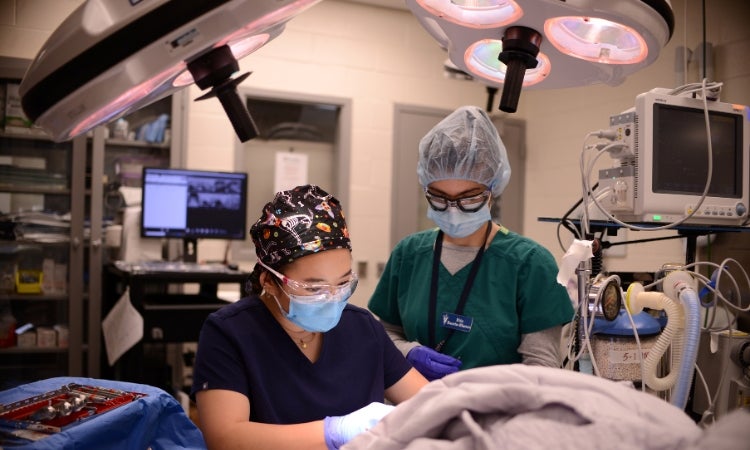 two individuals in scrubs working on a pet in an operating room