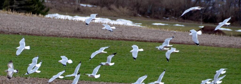 A flock of snow geese.